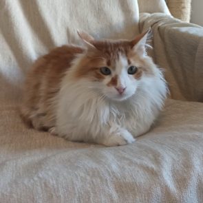 Orange and white cat curled up